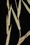 Erectleaf panicgrass